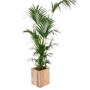 Plantenbak steigerhout laag
