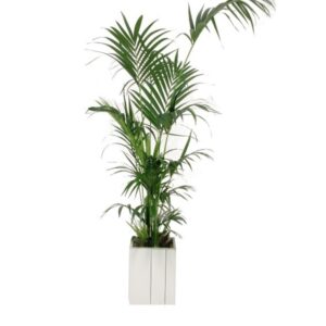 Plantenbak steigerhout wit laag