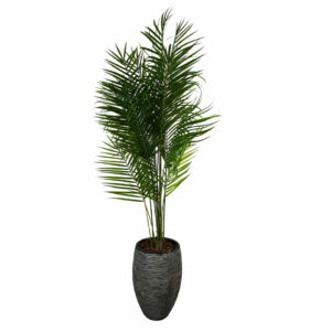 Palm Areca in pot