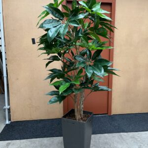 Schefflera in pot
